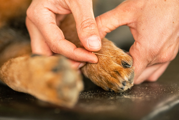 Akupunktur für Hunde