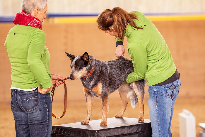 Chiropraktik für Hunde