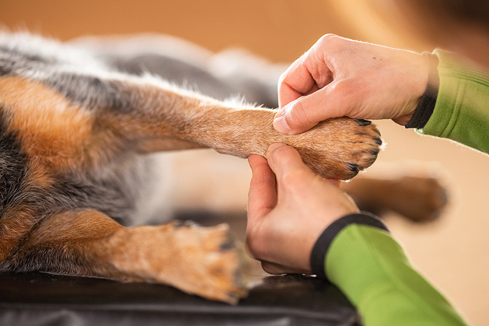 Chiropraktik für Hunde
